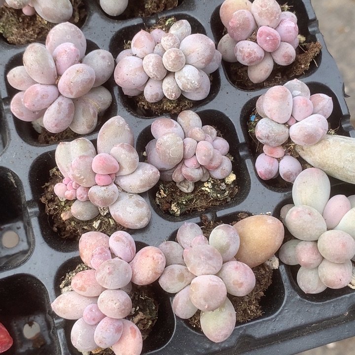 彩虹奶 韩版 双5颗。包邮。