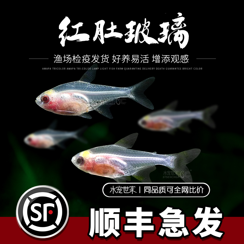红肚玻璃鱼淡水热带观赏鱼白肚玻璃红肚皮鱼灯科鱼小型群游鱼草缸