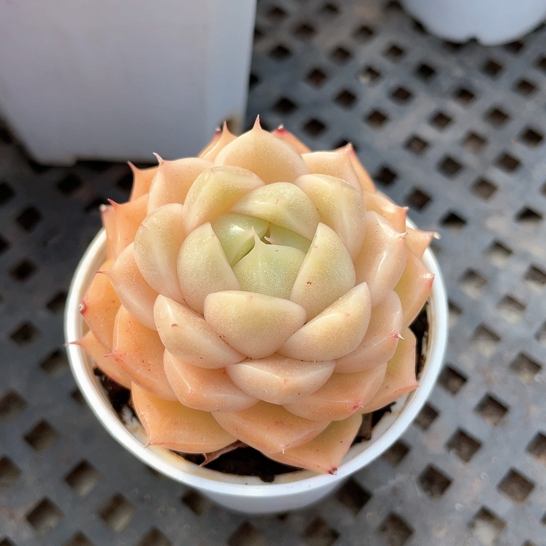 优选麦秆福利8826