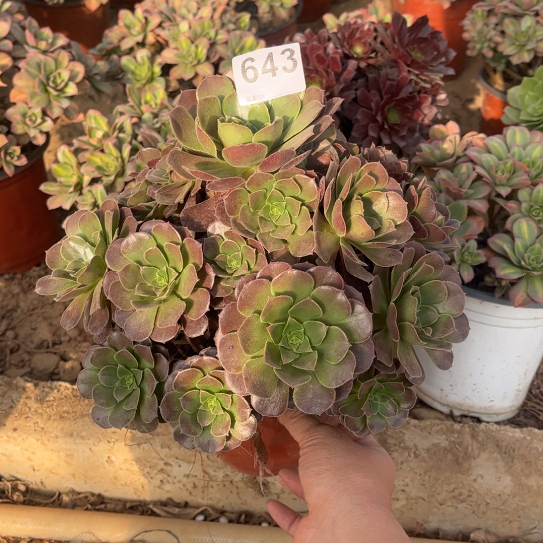 荷兰玫瑰643不包断枝