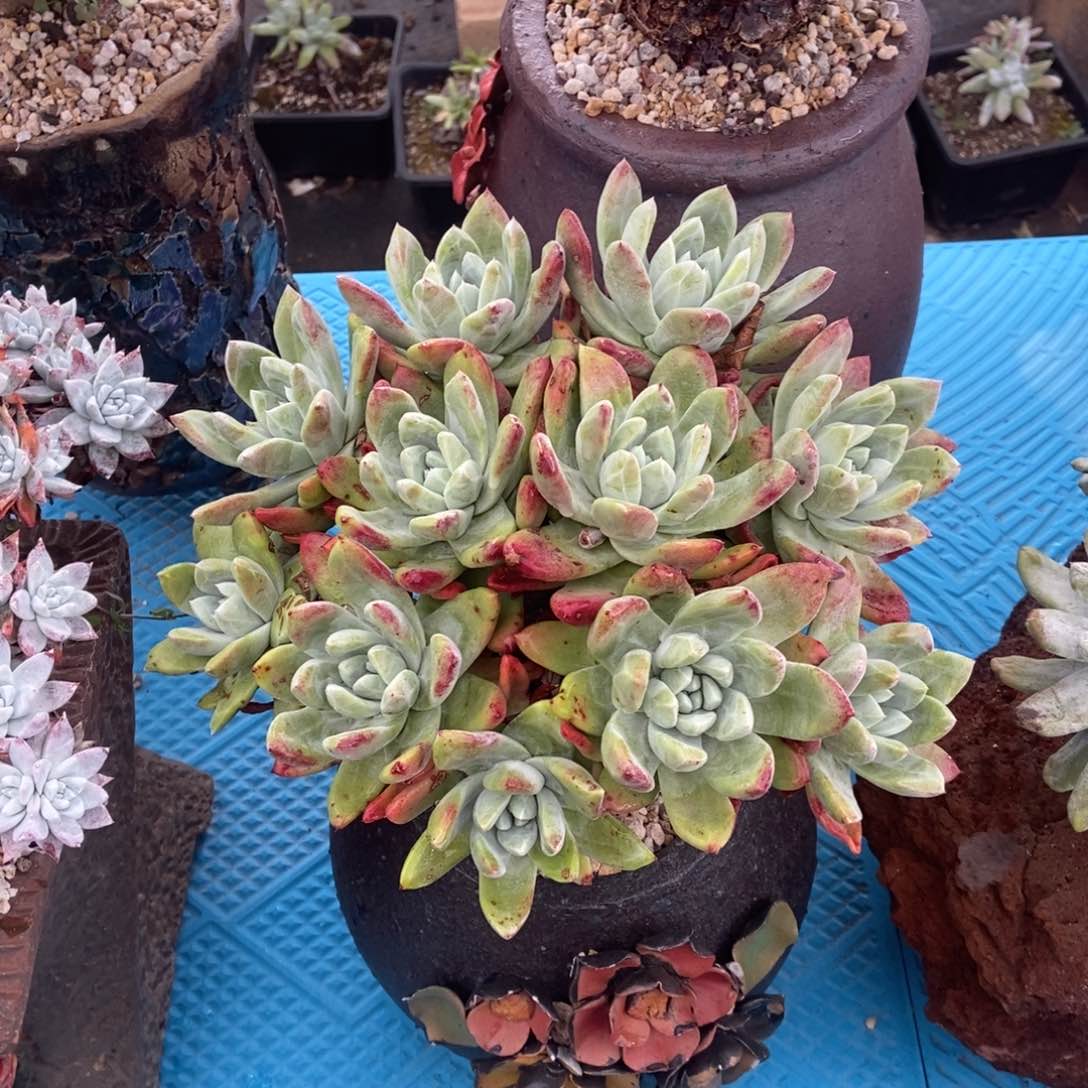 帕翠莎多肉植物啦啦啦