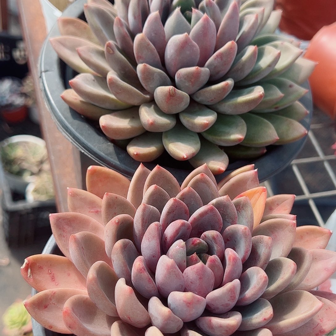 红象牙大单头精品