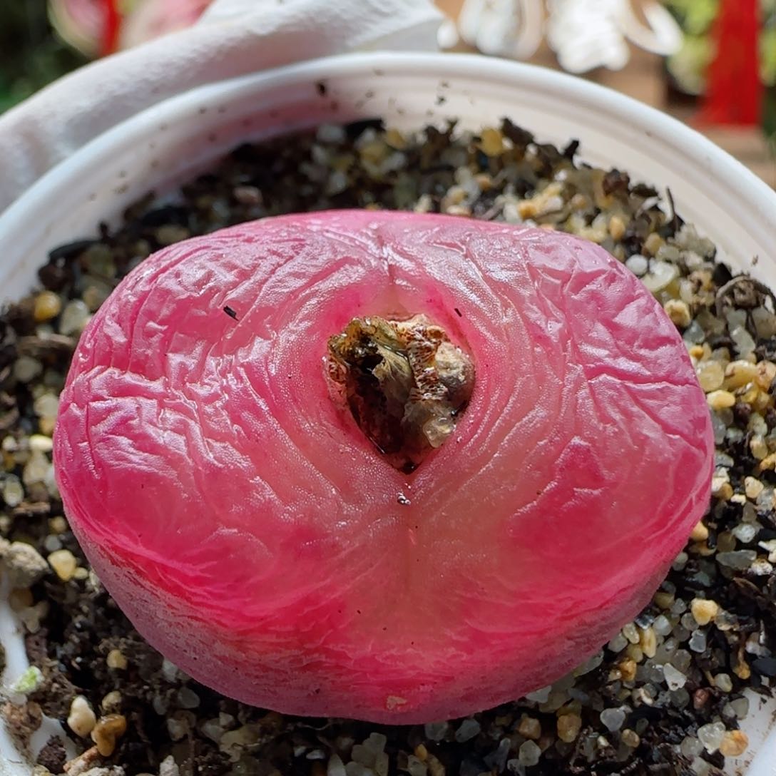 2-17-5-5当天满58包邮2.9cm多肉脱土