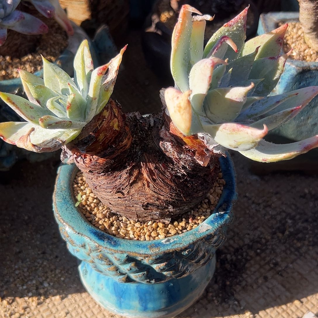 4868雪山仙女杯多肉