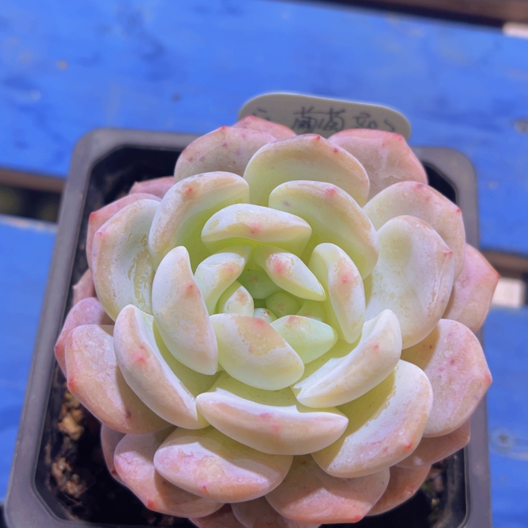 吐****了雪天使，多肉植物，