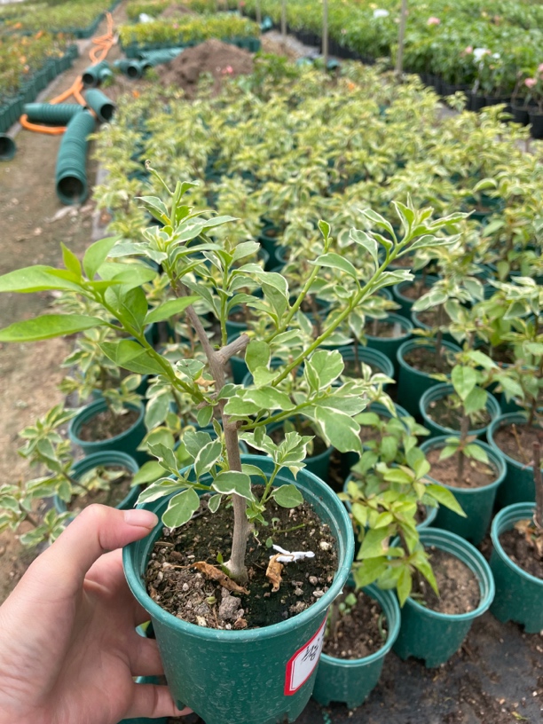 “银边雪紫三角梅，叶镶银边，花美如瀑颜值高”。