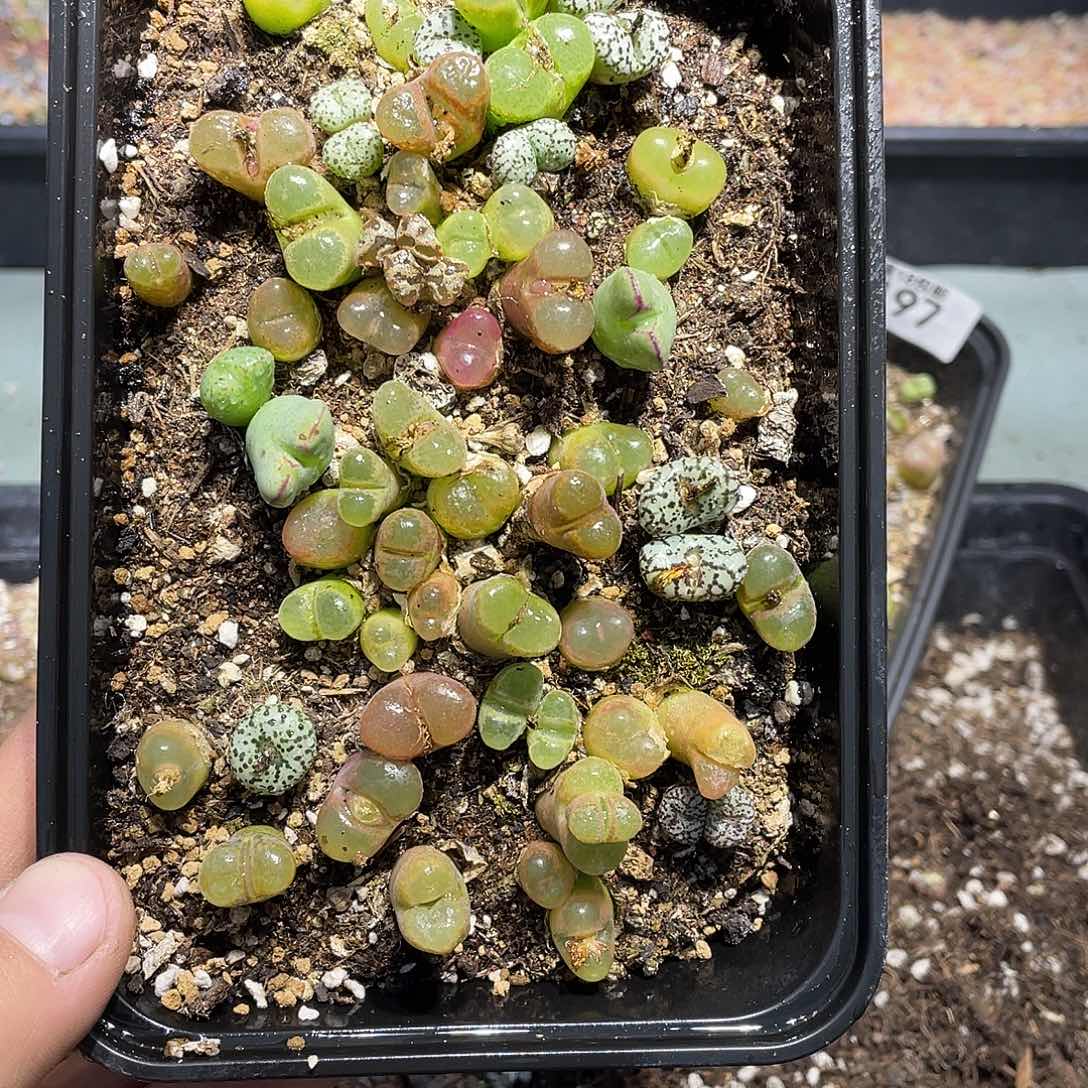 495当天凑满十八元包邮生石花