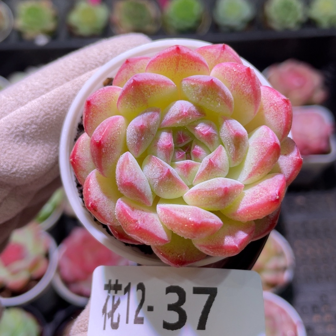 花利美12-37白桃汽水