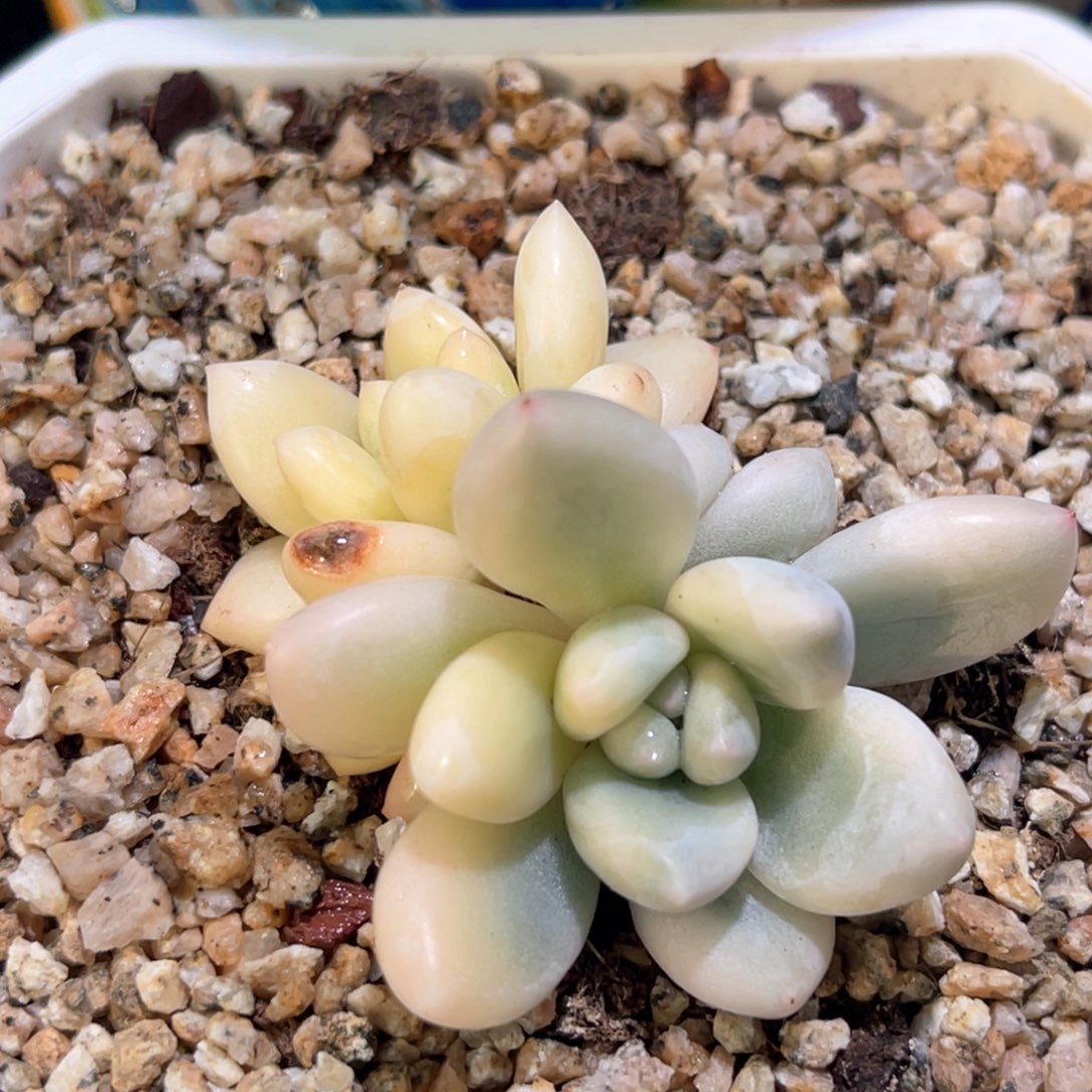 多肉特价新香水锦