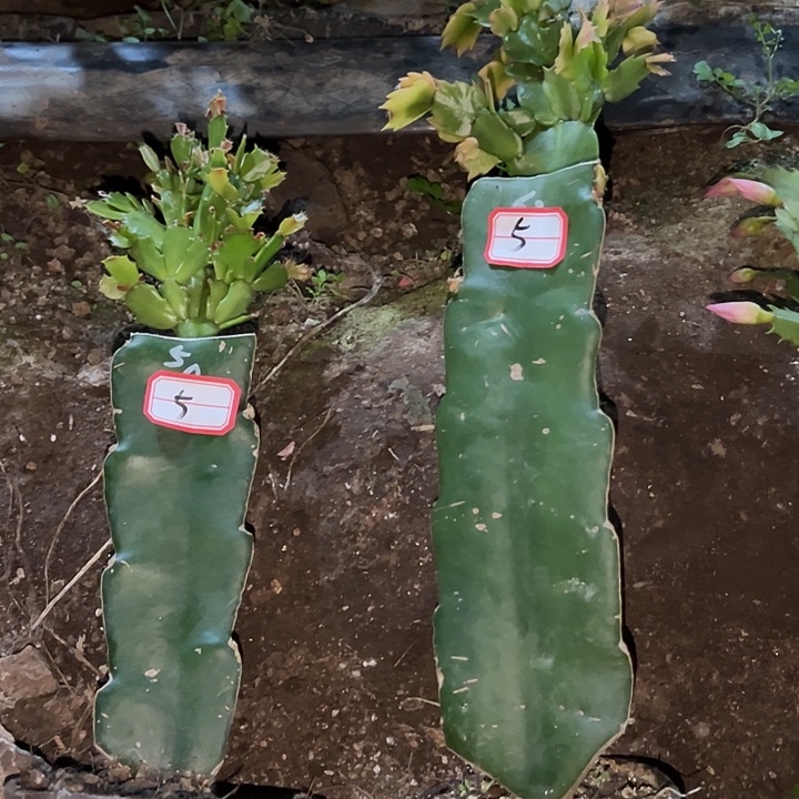 图***图，5号带盆050.063。