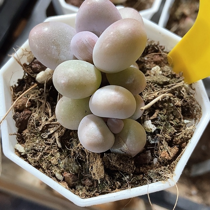 多肉植物奶酪820