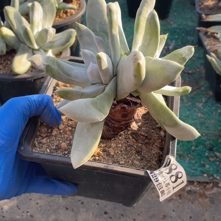 881号拇指山东多肉植物