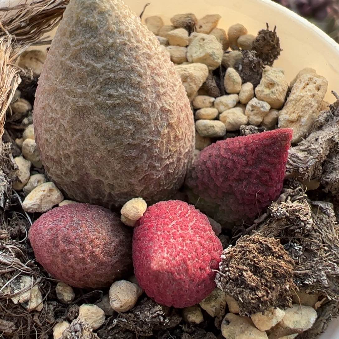 134赛服部大苗多肉植物水泡