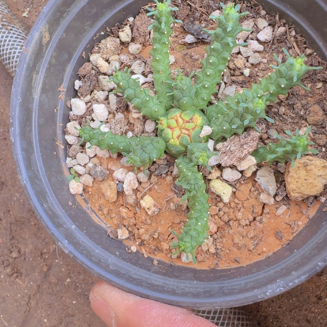 ****鱼块根植物块根植物