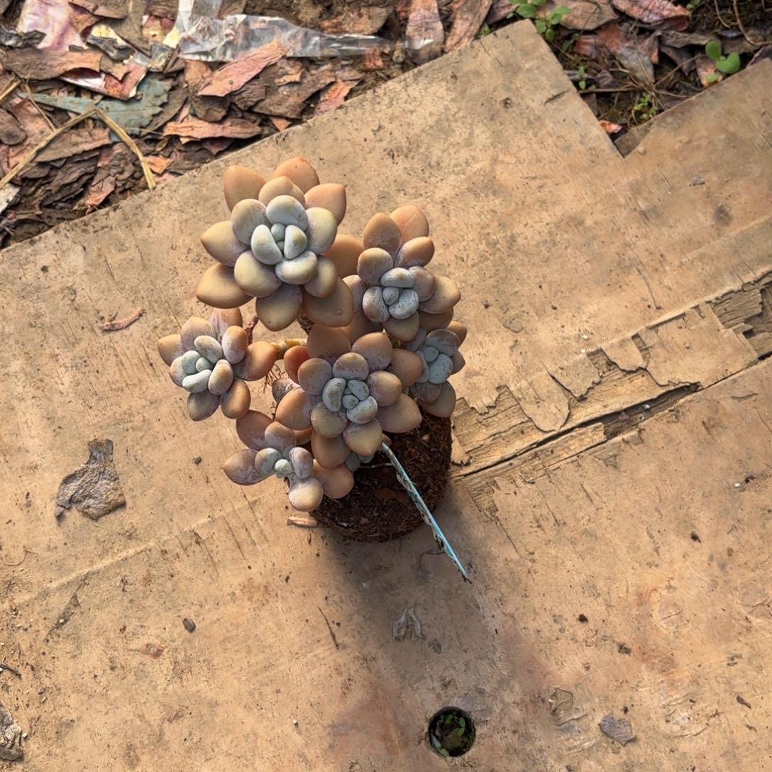 开开心心每一天象牙