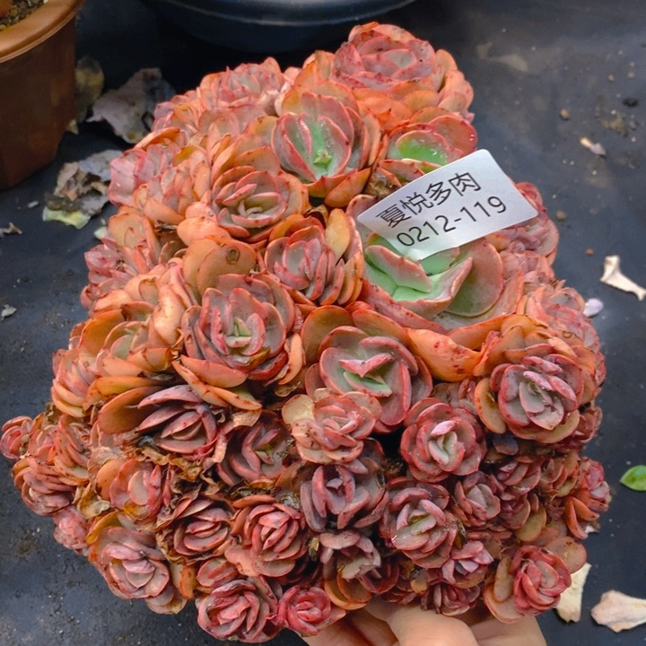 夏悦多肉0212-119秀妍