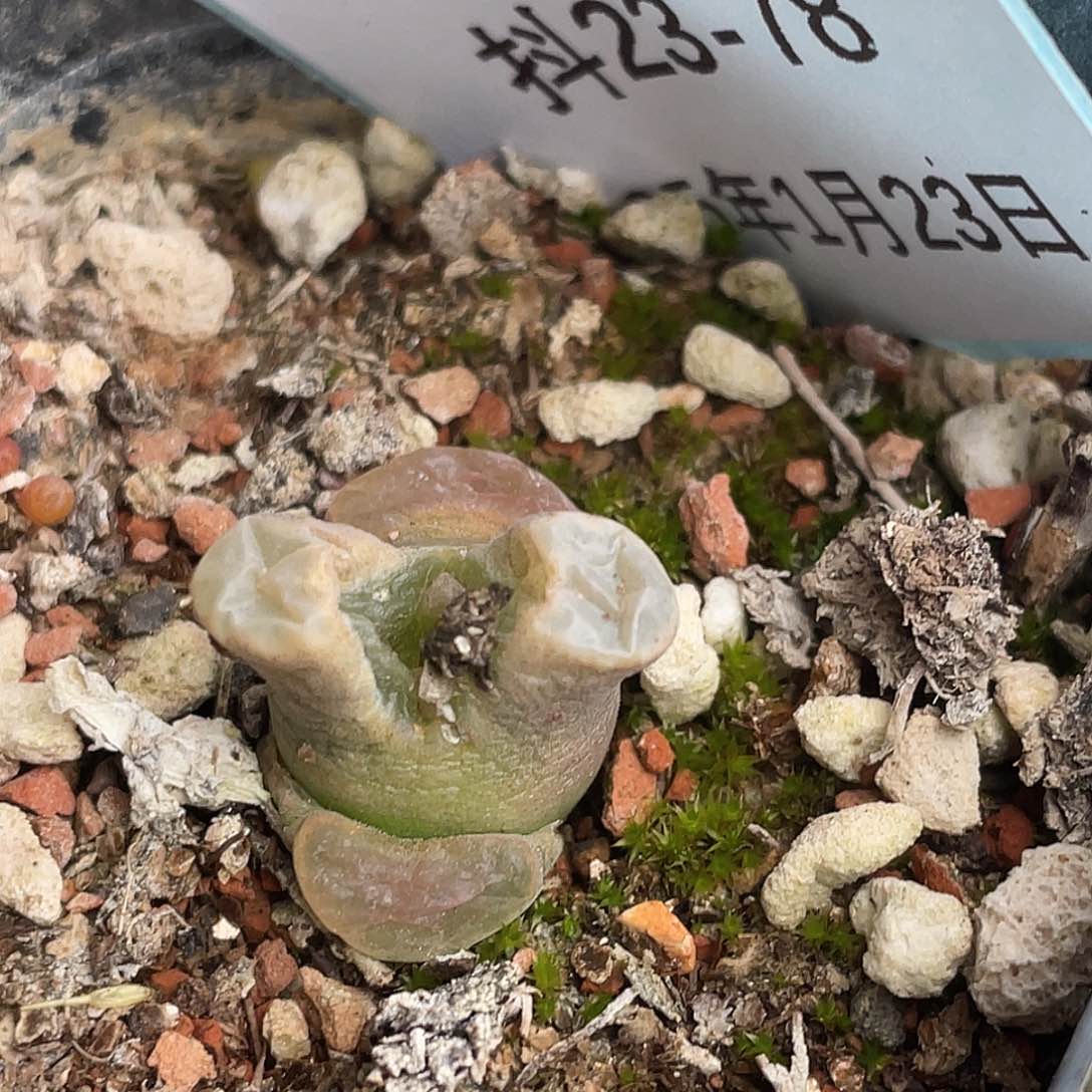 23-78磁铁多肉植物