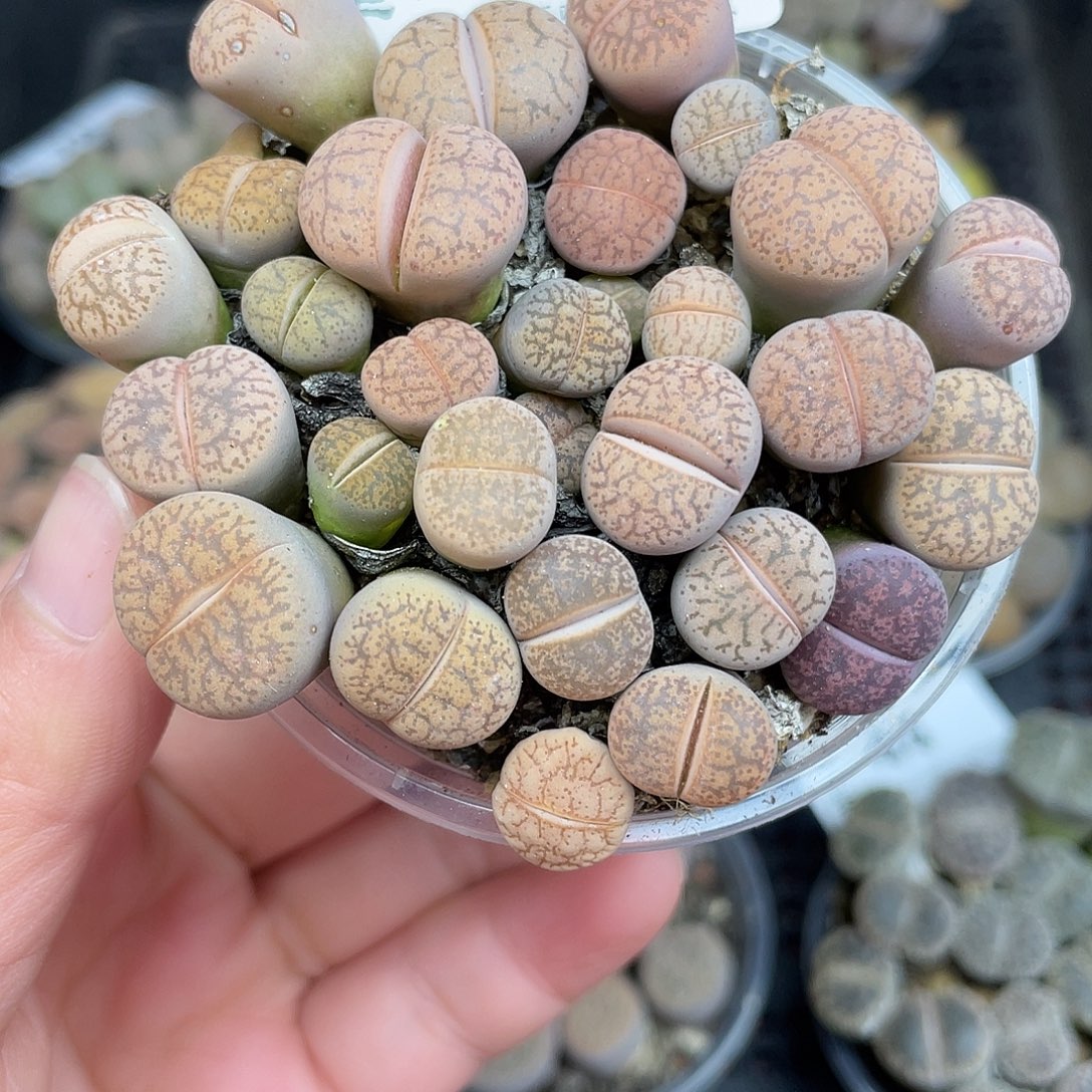 150000000花花花花花花