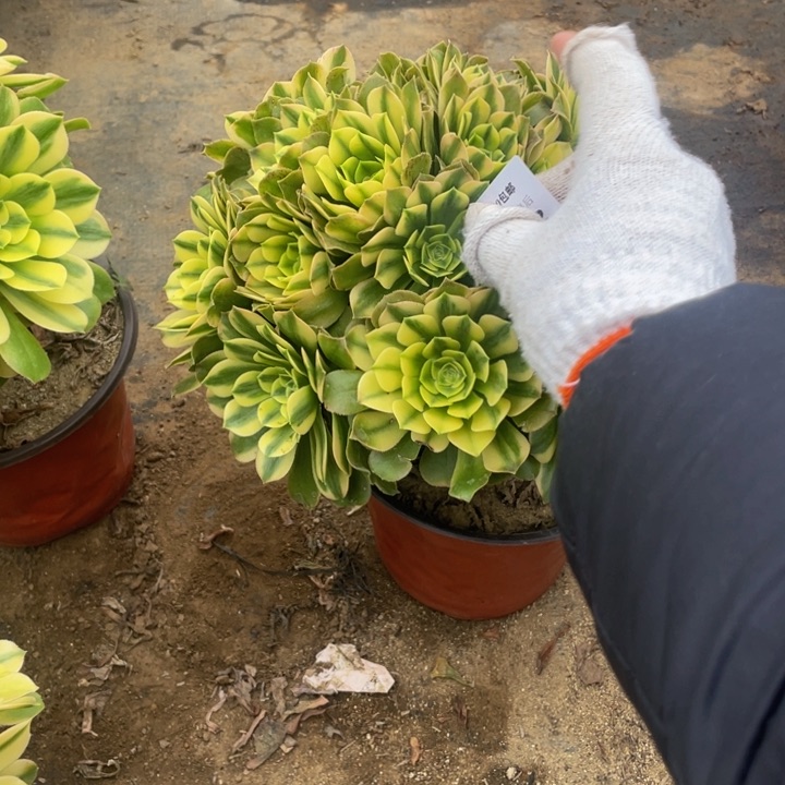 702辛尼亚法师多肉断枝不售后