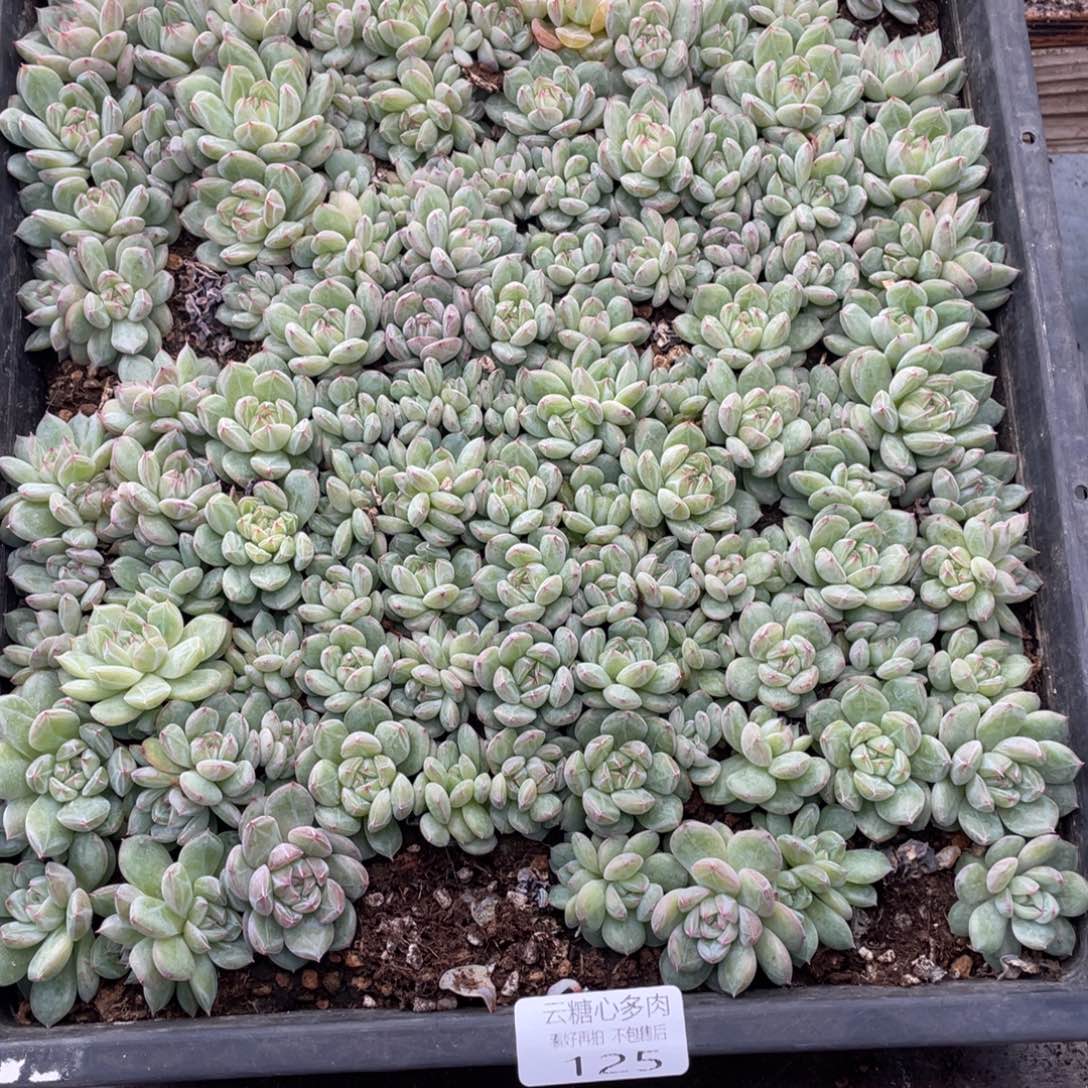 云糖心多肉植物125