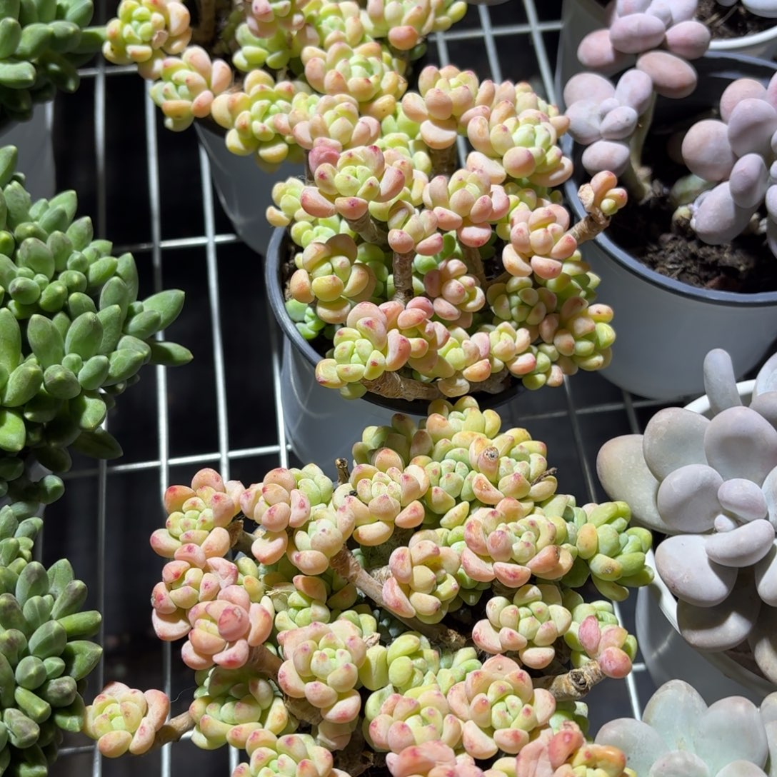 罗琦多肉散群10㎝盆特价