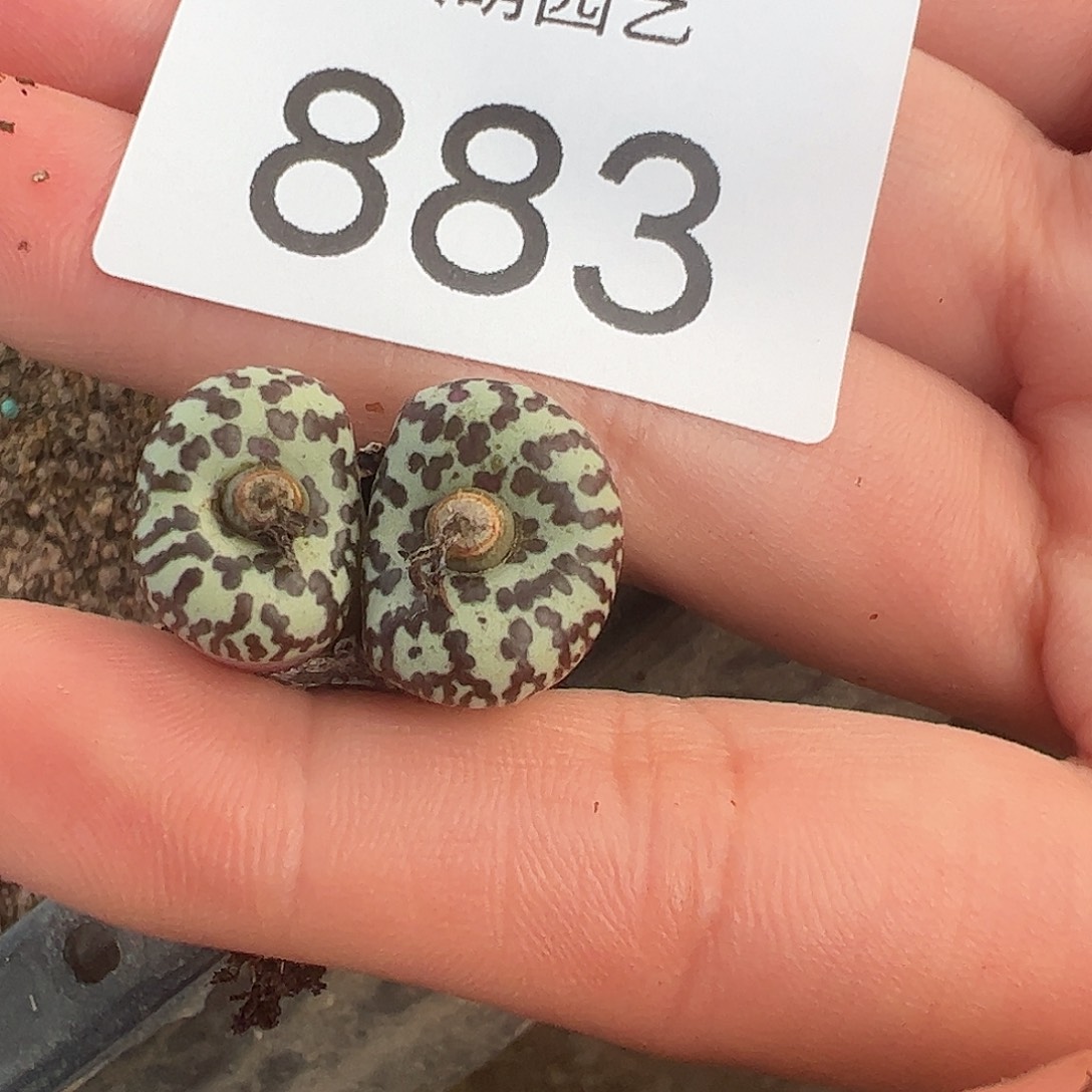 一物一拍。           883