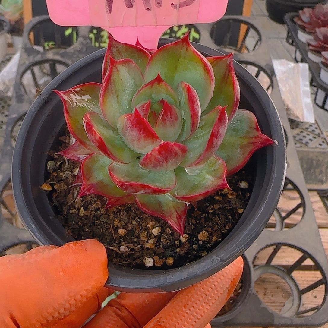 M13 惊鸿仙子多肉植物