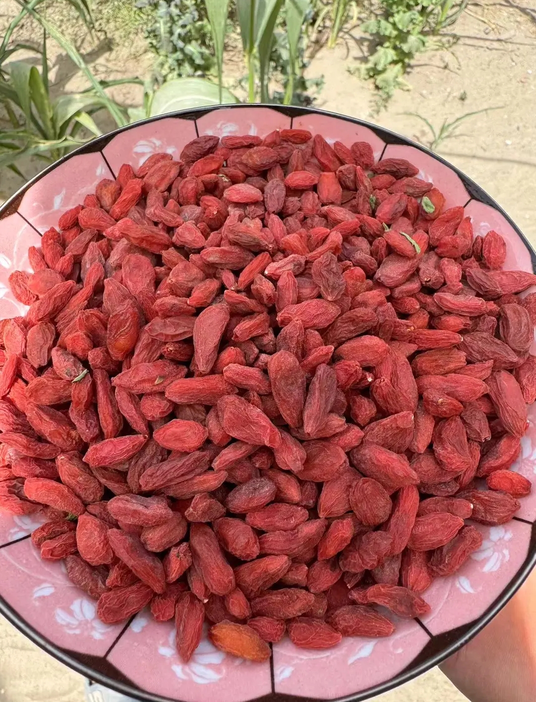 新疆特产【红枸杞】包邮原生态无加工