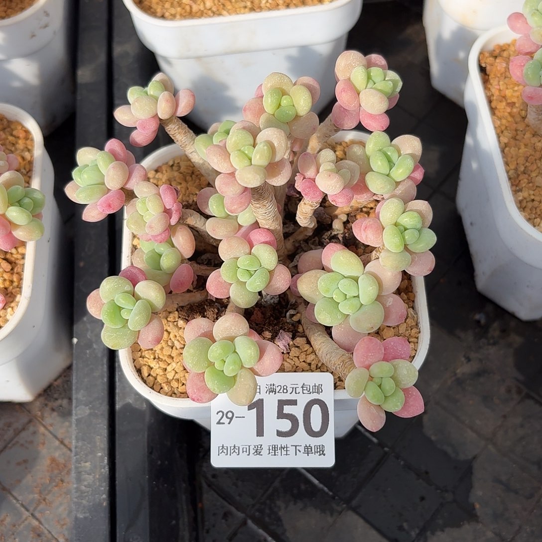 鱼子酱无盆土发货无盆