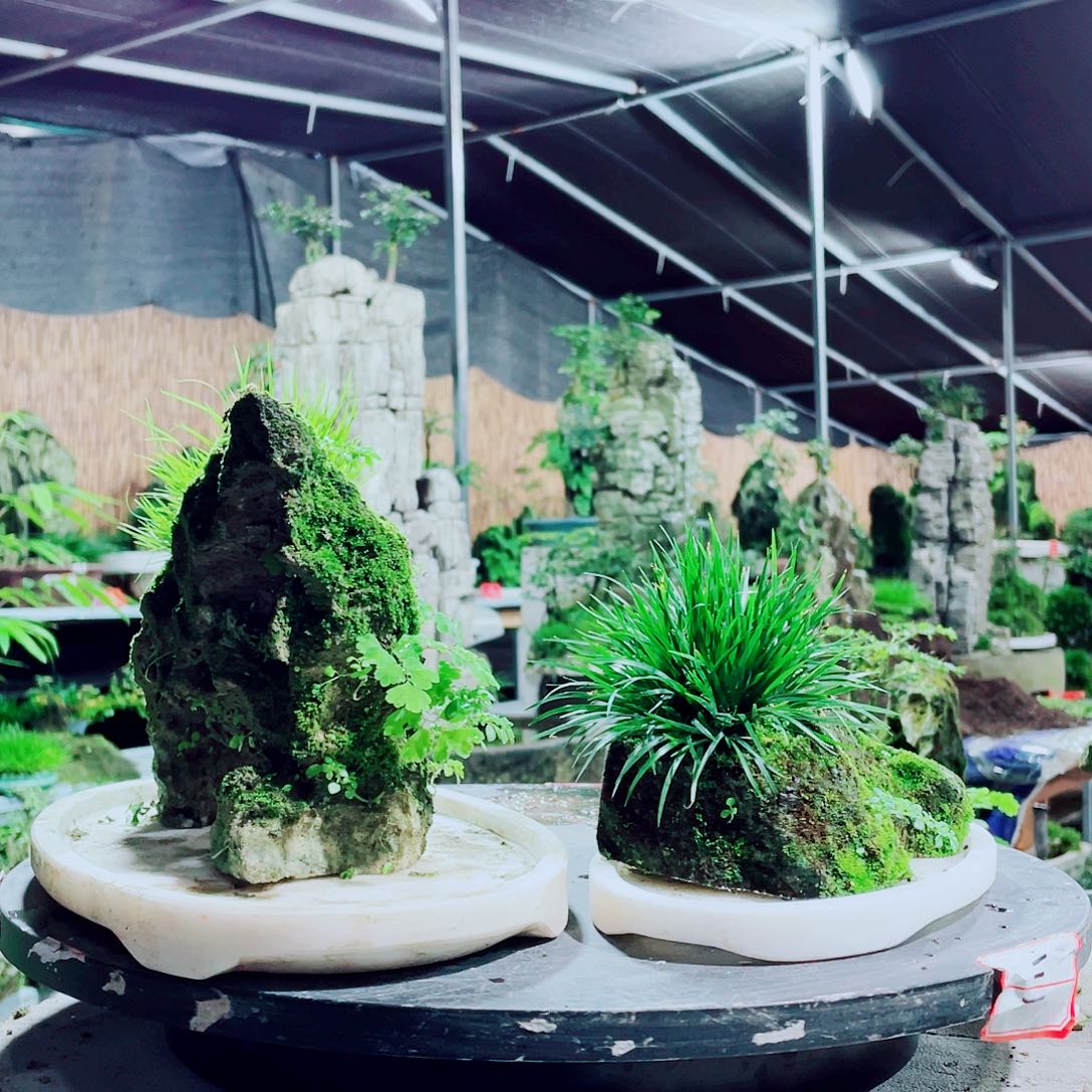 花***人无花朵新品发布会来咯哦哟