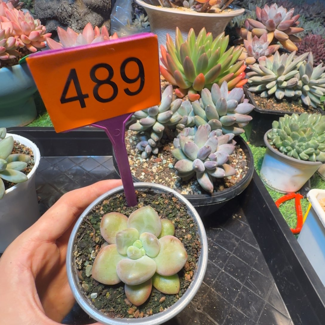 多肉植物一物一拍489