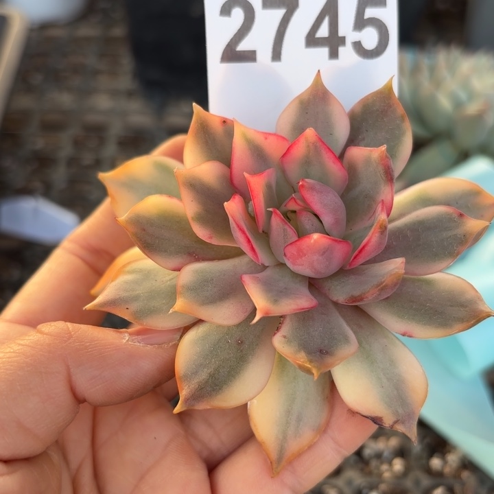 头盖锦无根多肉植物满18包邮