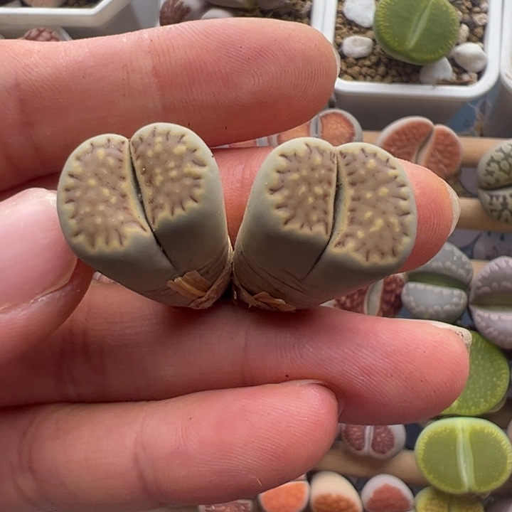 25554开播福利111