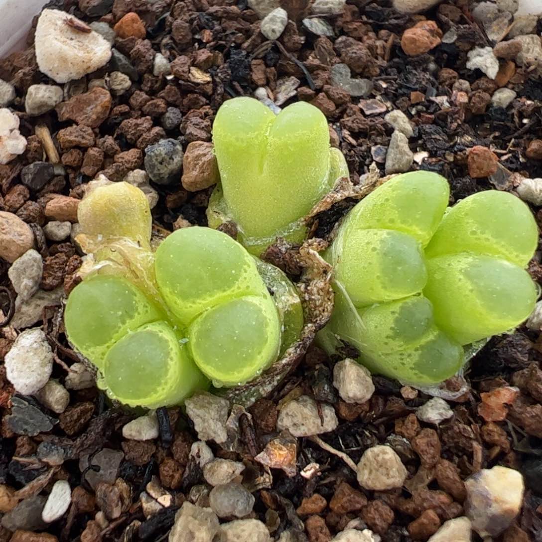 512多肉植物百科