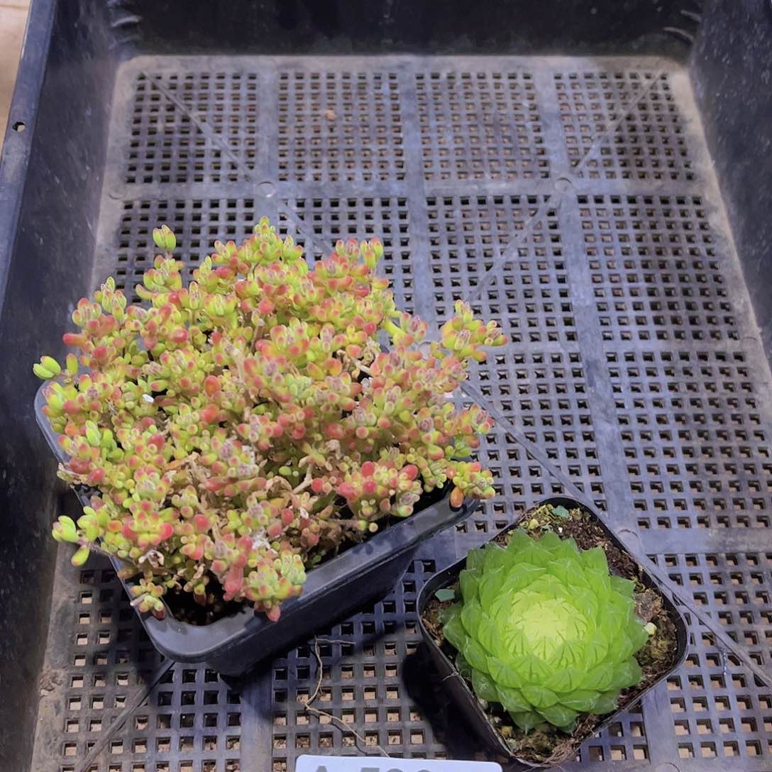 多肉593多肉植物