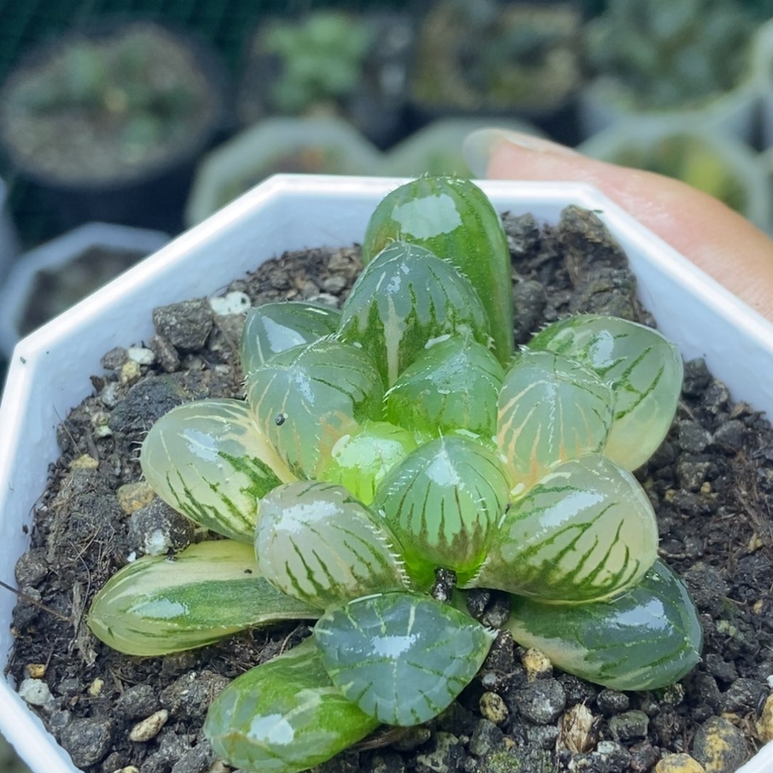 极上斑特大蓝镜玉露锦一物一拍