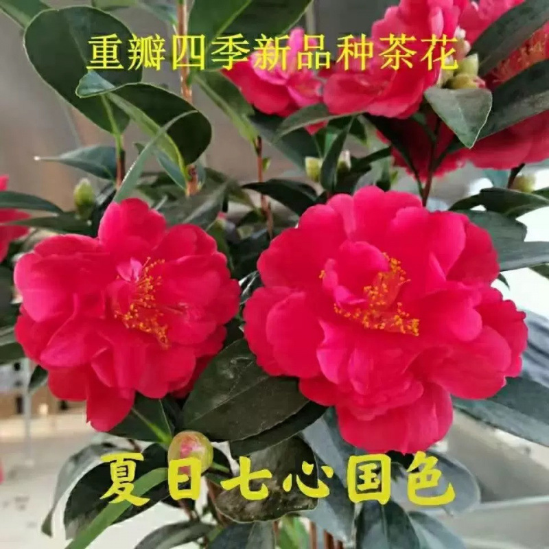 四季茶花带花苞重瓣大红花四季常绿室内外庭院好养花卉
