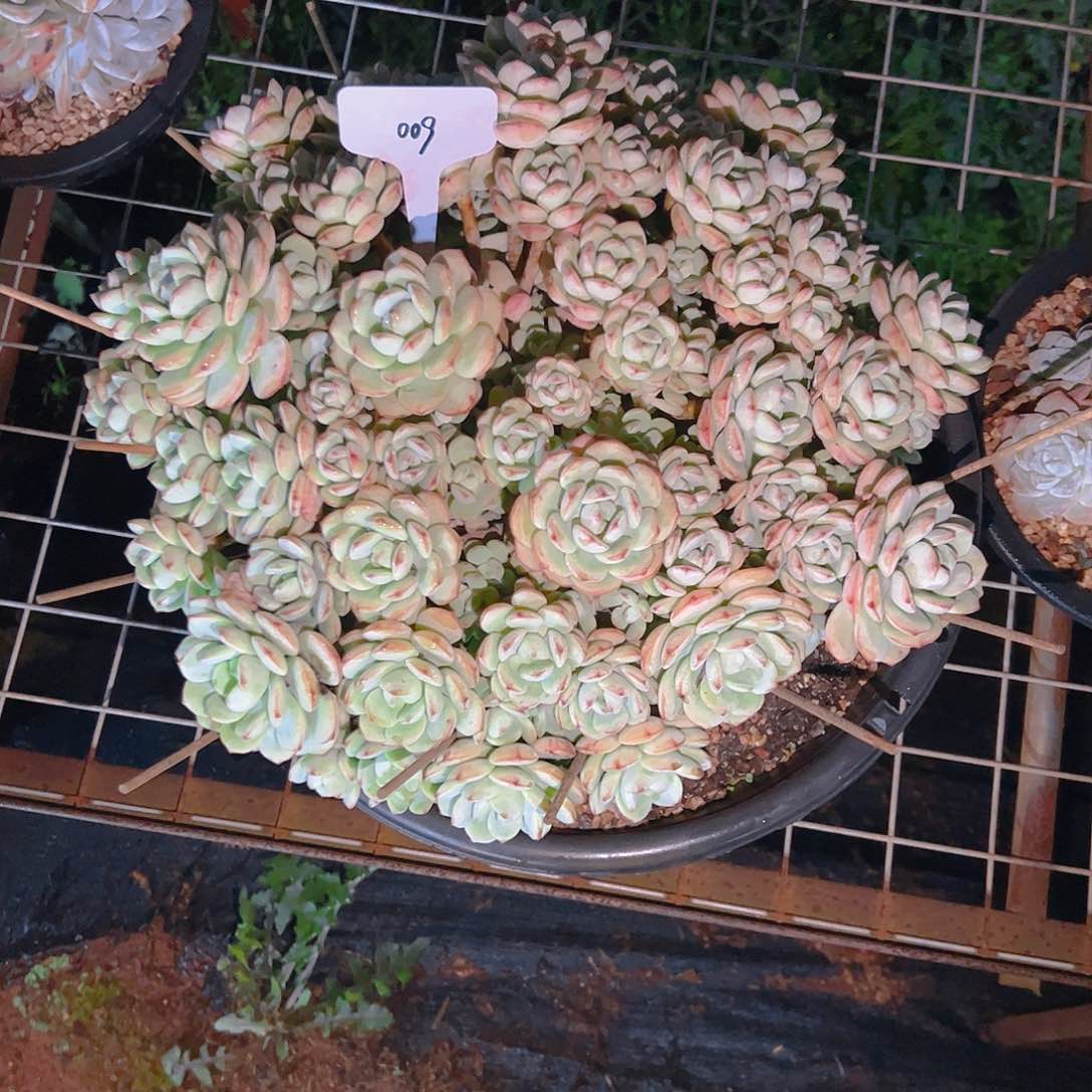 伊*陈009超大香草150。。。。。