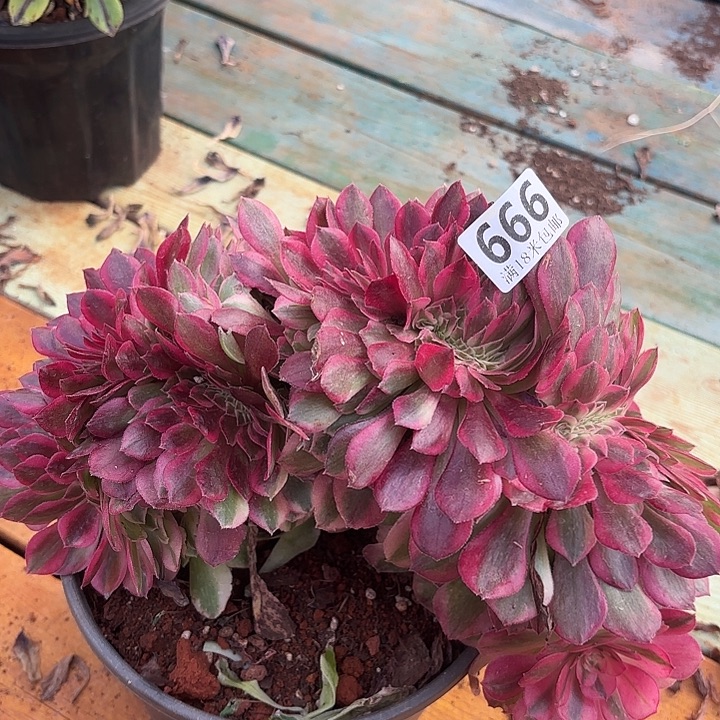 666倾城缀化掌心多肉法师锦不包侧枝断枝