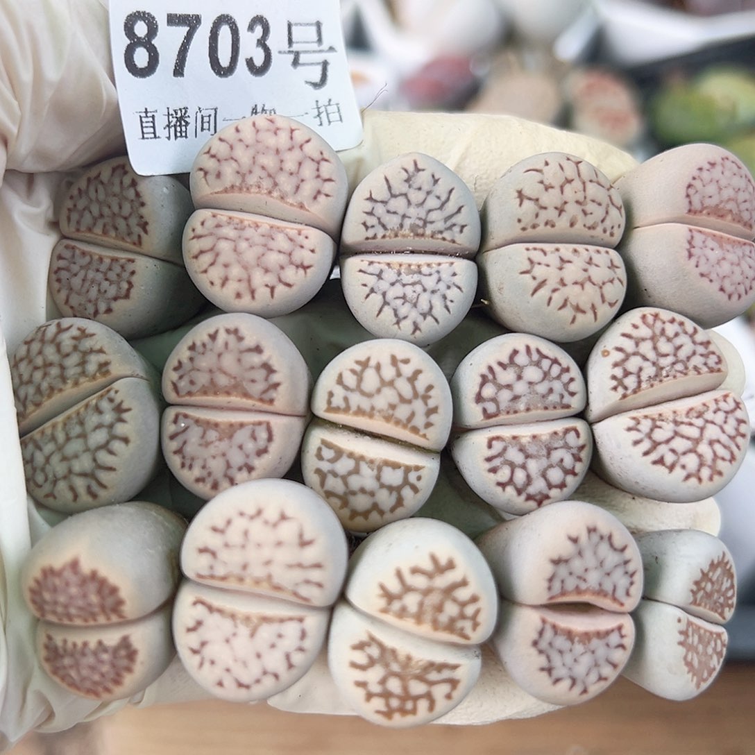 8703 好养易活生石花大母本15个