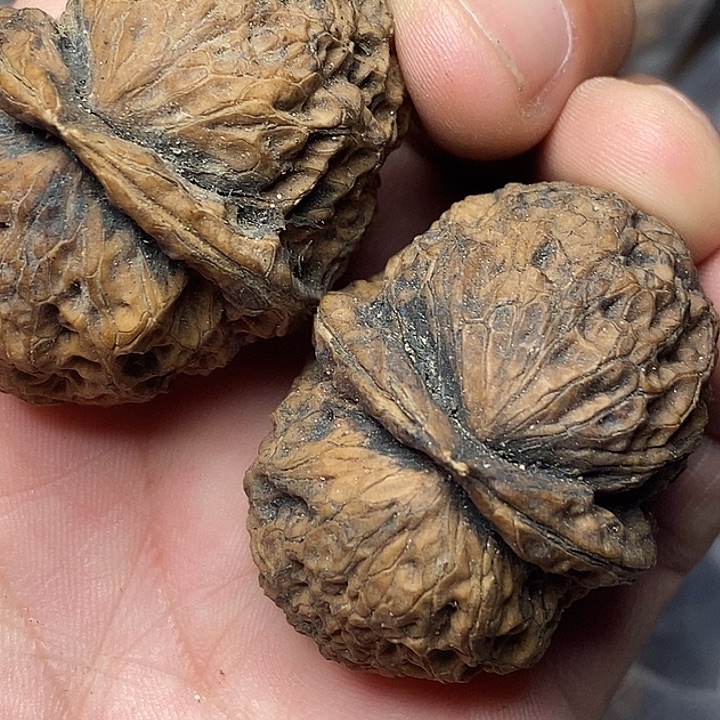 文玩核桃把件云南铁核桃26