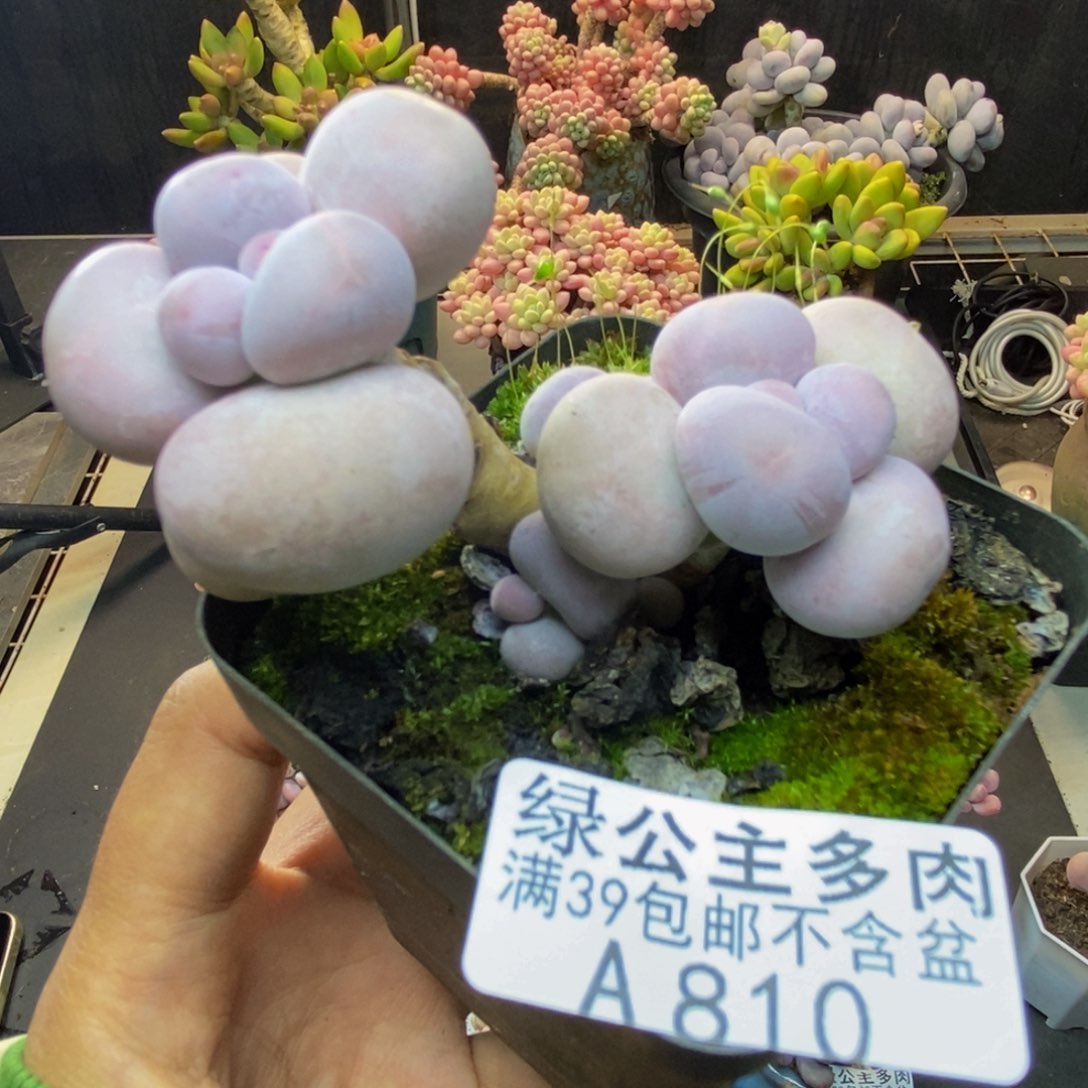 810芭比奶多肉7c m