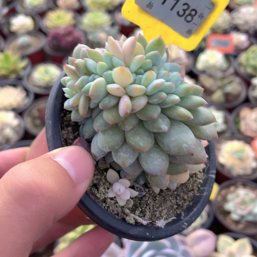 永***里1138号多肉植物盆栽