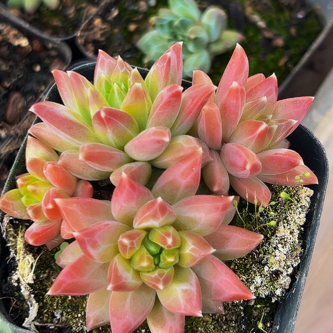 海蓝美人系列多肉植物