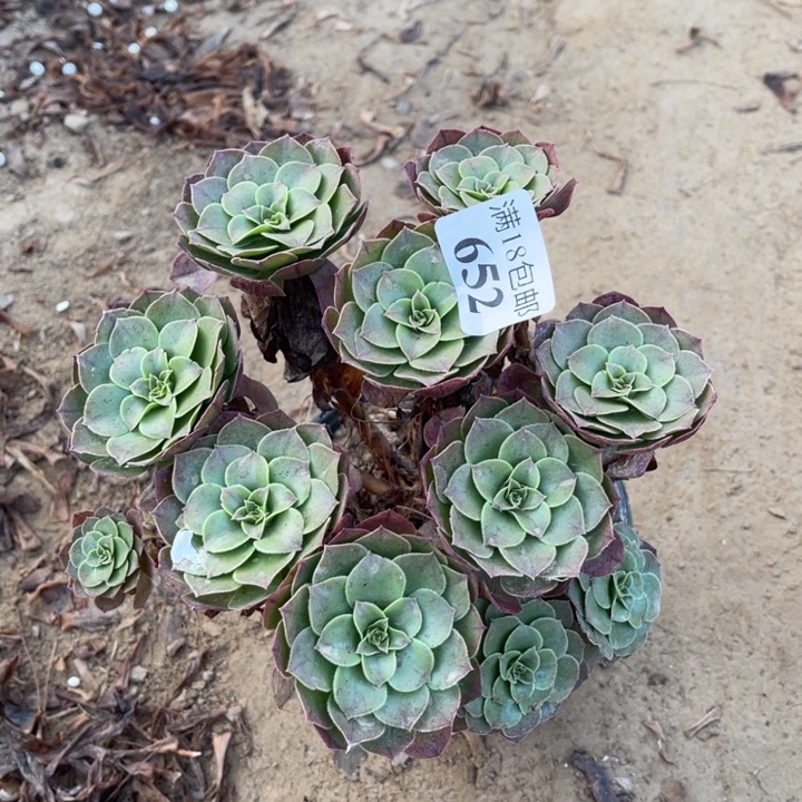 .***勤652沙拉碗绣球1号