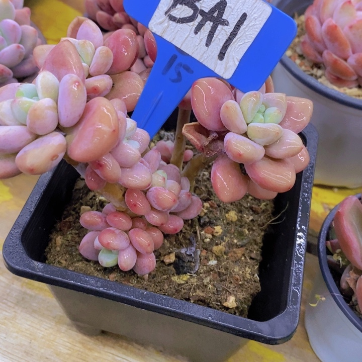 开心多肉植物多肉