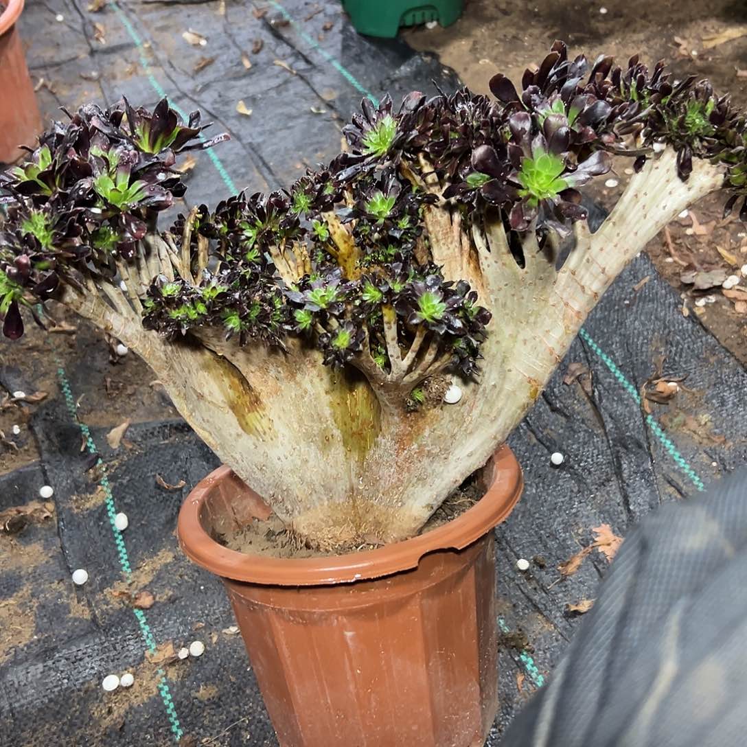 多肉379植物黑法师缀花