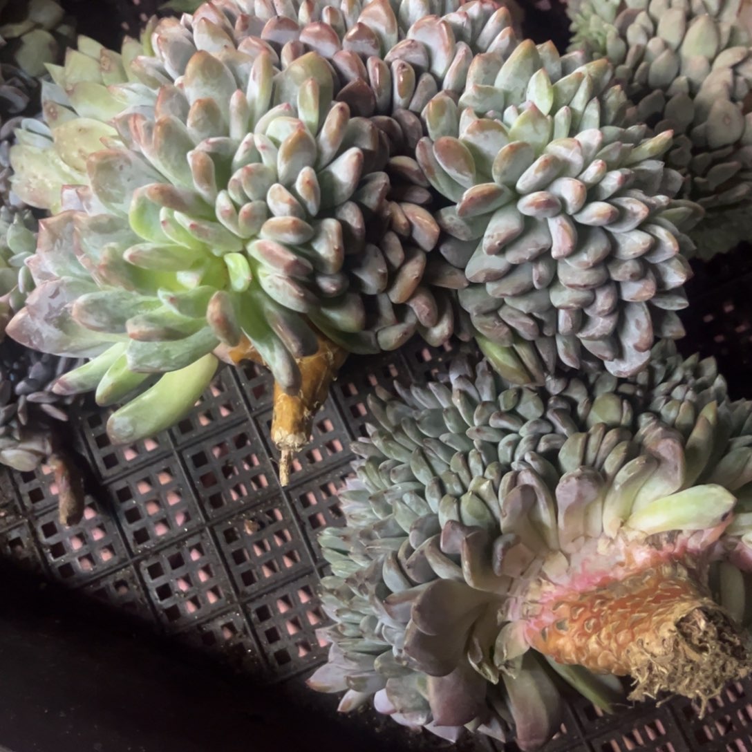 正***猫星影缀化多肉植物