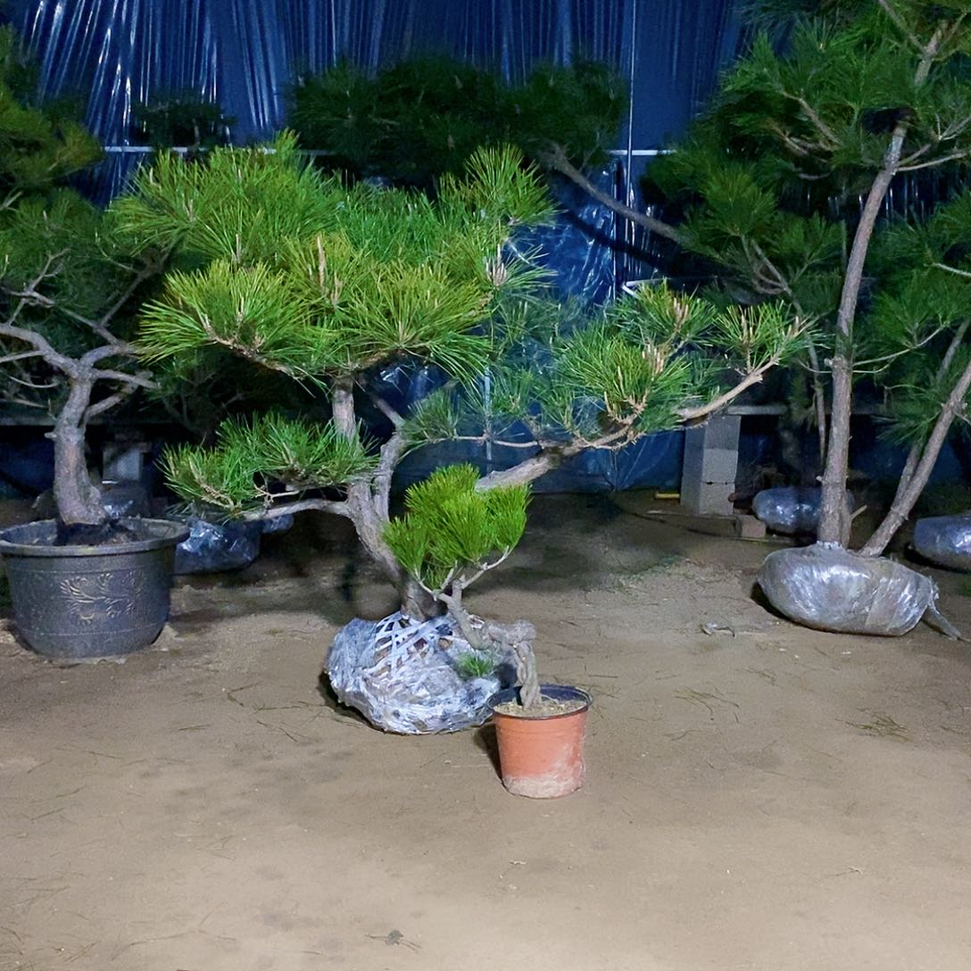 完全开放森**理黑松实物图