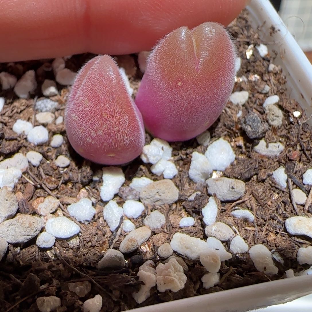 肉锥多肉植物百科-长毛翠滴629